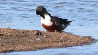 Shoveler Lapwing amp Gadwall [upl. by Thorwald]