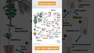 Gymnosperm ll life cycle of gymnosperm ll tgt pgt biology ll Plant kingdomneet shorts [upl. by Ahsinyar]