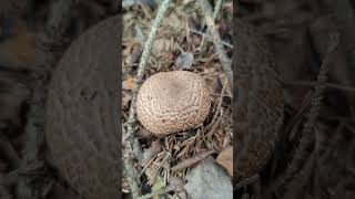 Шампиньон лесной  Agaricus silvaticus  annae [upl. by Ahsekam]