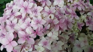 Cómo cuidar de las Hortensias  Hydrangeas [upl. by Cesar]