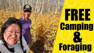 Free Camping Near Rocky Mountain National Park and Foraging for Rose Hips [upl. by Jew]