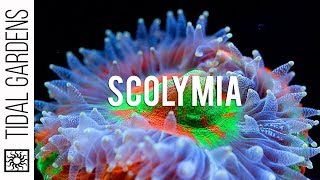 Scolymia Coral Care Tips [upl. by Ataner]