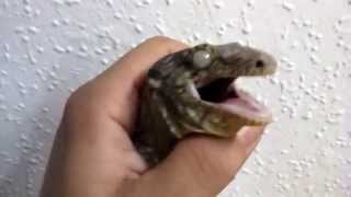 Screaming angry rhacodactylus leachianus LEACHIANUS ENFADADO OIRLO [upl. by Keelby]