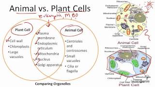 217 Animal vs Plant Cells [upl. by Hceicjow]