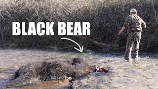 WINCHING A BEAR ACROSS A RIVER  Bear Hunting [upl. by Krilov900]