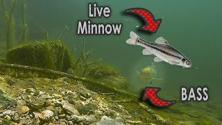 Do Bass Actually Eat Minnows  GoPro Live Shad Footage [upl. by Lanaj]