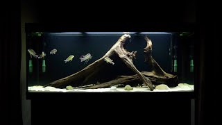 Complete Aquarium Makeover  New Tank Setup For My Geophagus Tapajos Red Head Cichlids [upl. by Zzaj820]