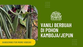 VANILI BERBUAH DI POHON KAMBOJAJEPUN [upl. by Ragg]