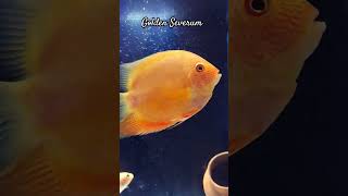 Golden Severum Fish severumfish shorts exoticfishlover [upl. by Rosaline]