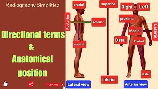 Anatomical Position amp Directional Terms Anatomy amp Physiology  Radiographic Positioning Terminology [upl. by Aubigny836]