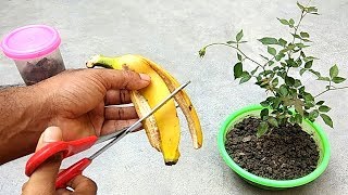 Easy and free fertilizer for any plants  Banana peel fertilizer [upl. by Fugate]