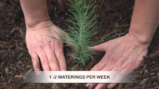 How to Grow Pine Trees from Seed [upl. by Utas]