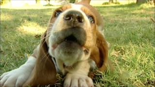 Homer The Basset Hound Puppy Is Way Too Cute [upl. by Yeldoow381]