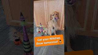 Get your Witches Brew tomorrow in Chetek MaverickRealtor SixLakesRealty ChetekUsOut BeerCrawl [upl. by Yssirk365]