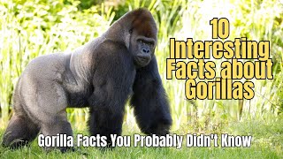 🌈 10 Amazing Facts about Gorillas 🦍 Truth about Gorillas ⛰️ Interesting Facts about Gorillas [upl. by Hamilton]