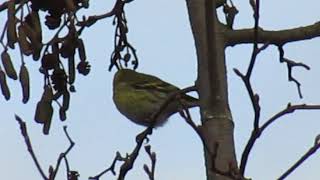 Siskin 291124 Broadwood Loch [upl. by Ahsaeyt]