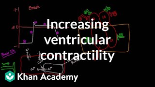 Increasing ventricular contractility  inotropic effect  NCLEXRN  Khan Academy [upl. by Goulder593]