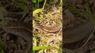 Keeled Indian Mabuya Eutropis carinata shorts [upl. by Eanod611]