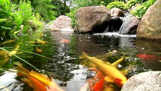 York Lancaster Harrisburg PA Backyard Koi Fish Ponds Waterfalls and Fountains [upl. by Yesnikcm985]