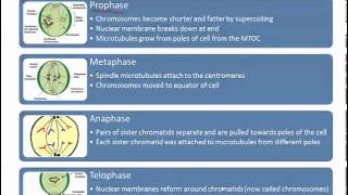 Mitosis IB Biology [upl. by Bern]