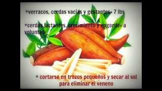 ALTERNATIVAS DE ALIMENTACIÓN EN CERDOS [upl. by Nylevol102]