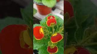 Calceolaria calceolaria plantas jardines flores [upl. by Andre]