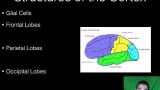 AP Psychology  BioPsych  Part 7  Parts of the Brain [upl. by Lowenstern]