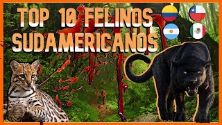 😱top 10 felinos sudamericanos [upl. by Ahsekyt270]