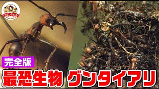 【超閲覧注意】危険！大群！猛毒！ジャングルを埋め尽くす黒い悪魔！すべての生物を食い尽くす大軍団グンタイアリを命がけの撮影（完全版）【どうぶつ奇想天外／WAKUWAKU】 [upl. by Ahsinik]