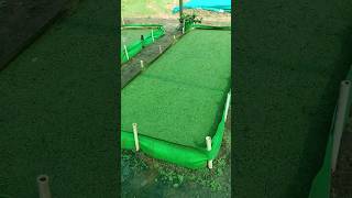 Azolla Cultivation  Azolla Feed for cow 🐄 🐮  azollafarming [upl. by Selena]