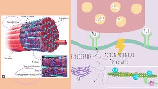 ATI TEAS 7 I Muscular System Complete Review I HESI A2 I [upl. by Naimed]