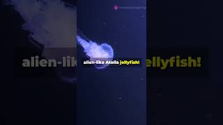 New Animals Discovered in the Ocean 🌊🦑 shortsvideo facts shorts ocean animals viralvideo [upl. by Cirillo]