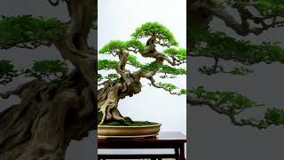 Beautiful Bonsai Works🌳🌲💥494shorts shortsvideo beautifulbonsai art khuebonsai🥰❤️ [upl. by Par656]