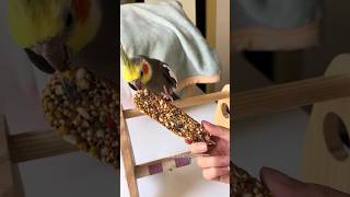 Larry is getting impatient 😅😋 cockatielscraze [upl. by Kcod]