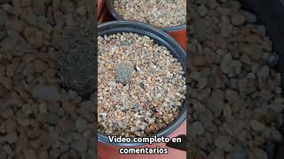 Lophophora cactus cactus beauty tips cactusysuculentas [upl. by Ardnos]