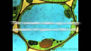 All About Vacuoles [upl. by Onitnevuj]