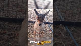 Orphan Baby Deer Rescued By PeeraRam Dhayal babydeer gazelle [upl. by Millwater]