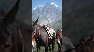 Tsum Valley amp Larkey Pass  Manaslu Circuit Trek 2023 [upl. by Euqinay]