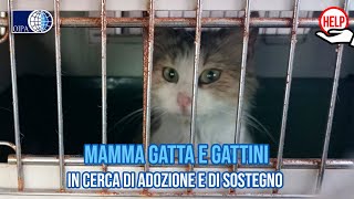 TANTISSIMI RECUPERI MA “ZERO” ADOZIONI GLI ANGELI BLU DI AVELLINO IN PIENA “EMERGENZA GATTINI” [upl. by Oirevas]