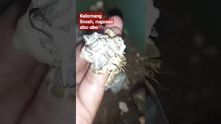 Kelomang lincah rugosus abuabu Hermit crab [upl. by Plank]