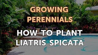 How to Plant Liatris Spicata [upl. by Artinek81]