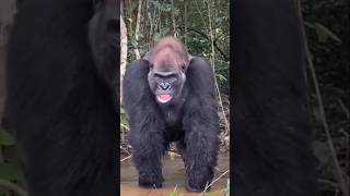 Is gorilla going for fight gorilla wildlife animals nature kingkong animalfightandkids [upl. by Eseilenna]