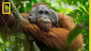 A Rare Look at the Secret Life of Orangutans  Short Film Showcase [upl. by Ibok]