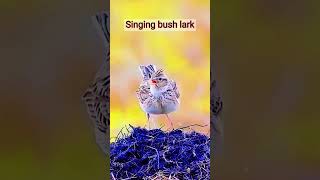 Singing bush lark bird birds birdsounds nature shorts [upl. by Garap]