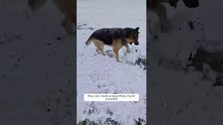 Dogs Rolling Snowballs Like Experts SnowballSkills [upl. by Kcirred]