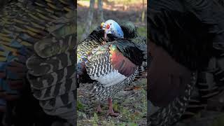 Both male and female feathers possess iridescent featherOcellated Turkey Meleagris ocellata [upl. by Julia]