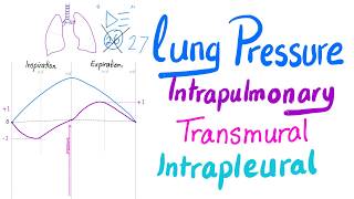 Lung Pressures  Intrapulmonary Intrapleural amp Transmural Pressures  Lung Physiology Series [upl. by Ateekram]