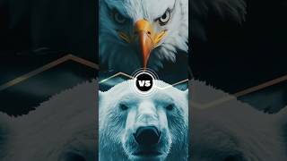 Who Wins Eagle or Polar BearEagle attacks first and then [upl. by Idihc]