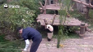 HERMOSO OSO PANDA NO DEJA TRABAJAR [upl. by Tacklind]