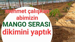 mehmet çalışkanın mango serası serada mango yetiştiriciliği yerlimango Dündar Yıldız [upl. by Aihcropal]